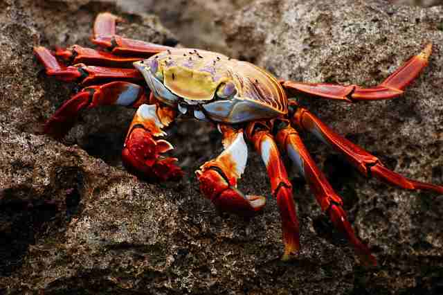 difference between dungeness crab and snow crab